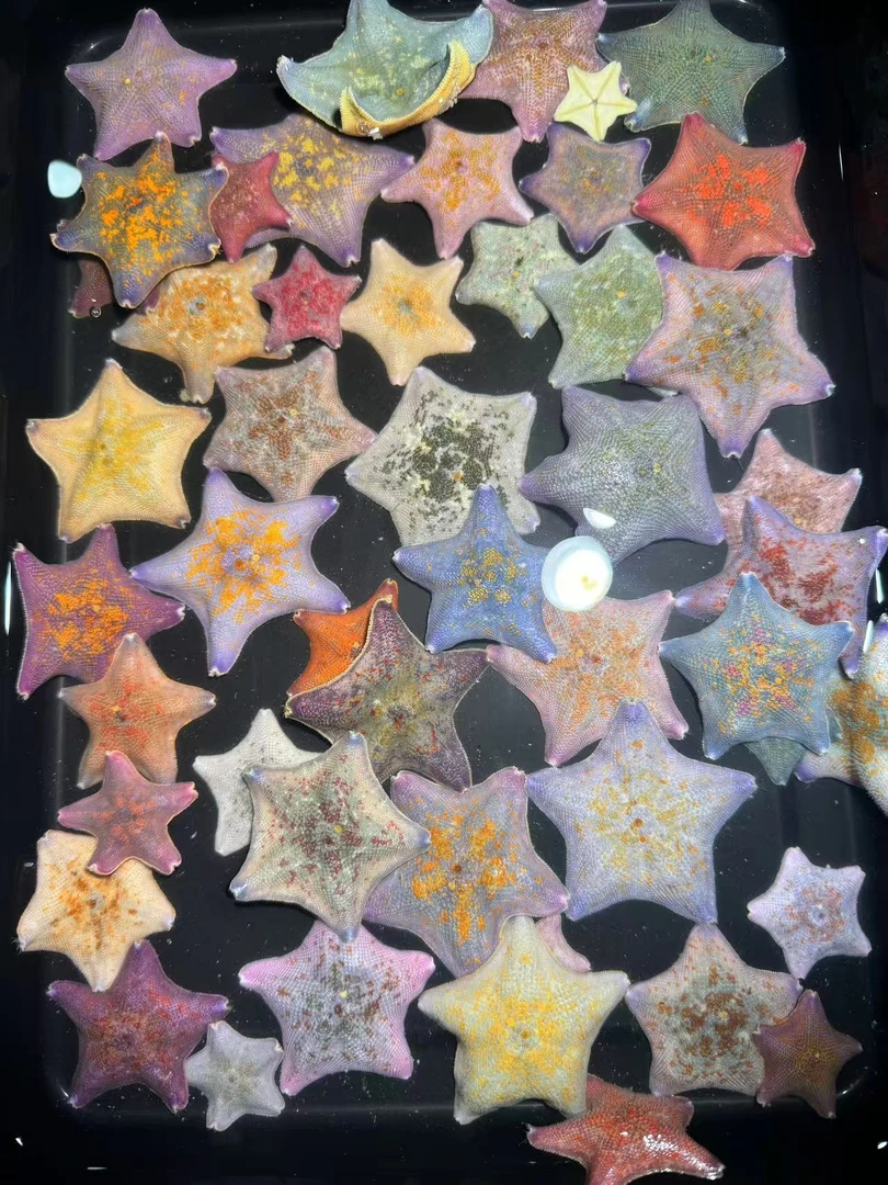 活体海燕海星简单好养