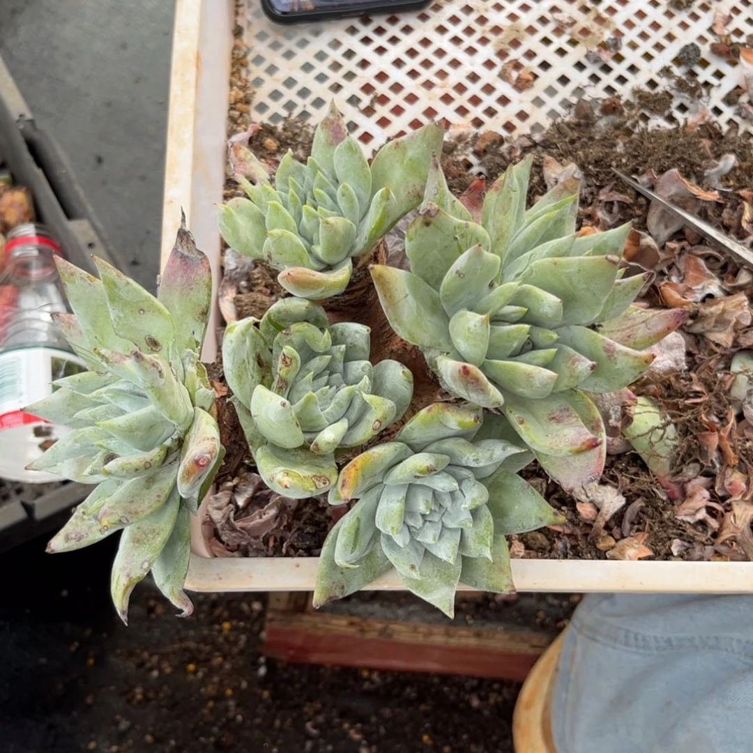 拇***王雪山杂，啦啦啦啦啦啦啦啦，