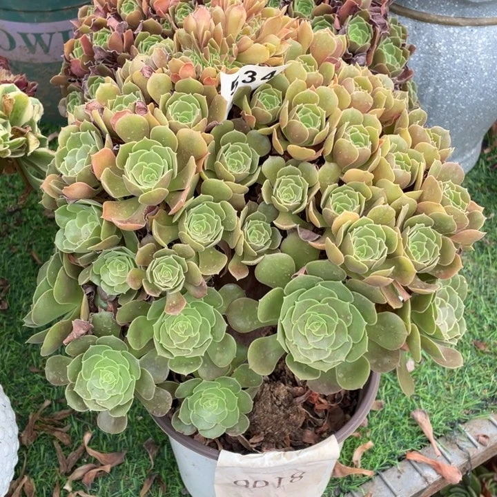20厘米左右朵朵缀534