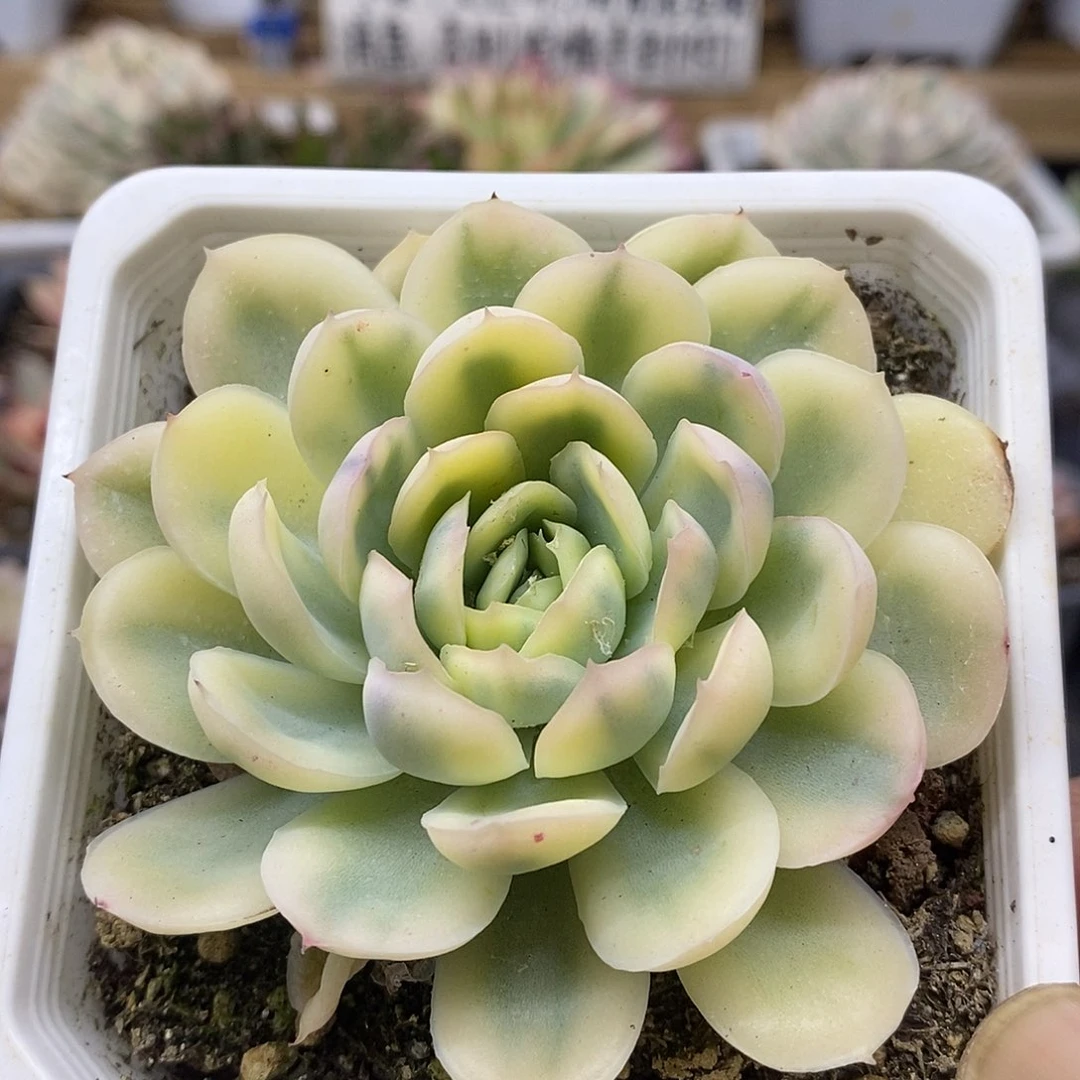 3073 草莓冰覆轮锦