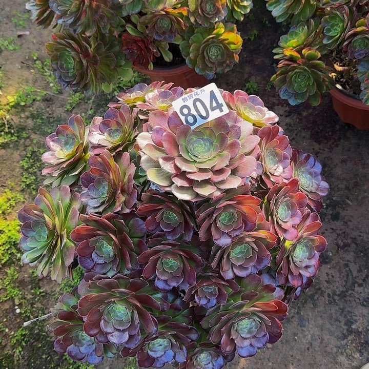 0000000000000804荷兰玫瑰