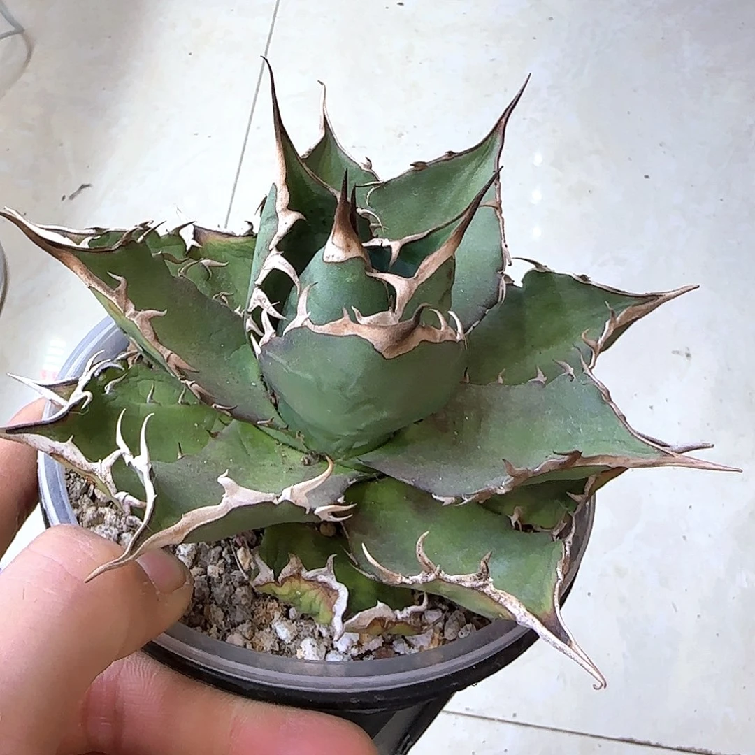 宝珠076龙舌兰111111111