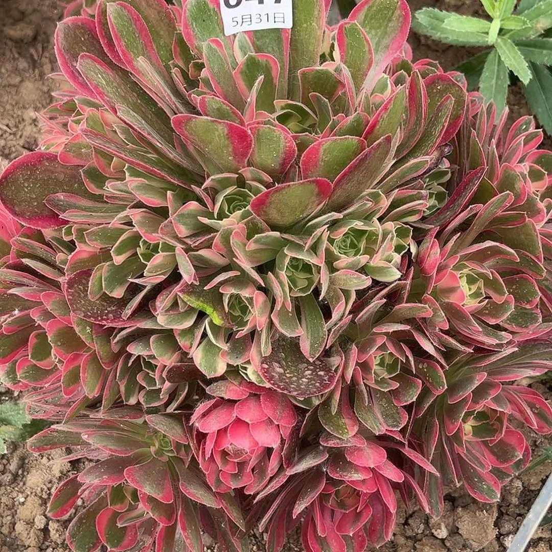 5.31-47妖月多肉植物4