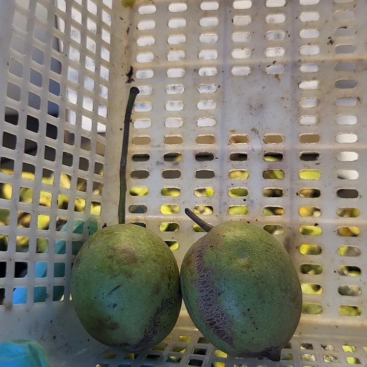 文玩核桃吊坠招财鼠小2颗