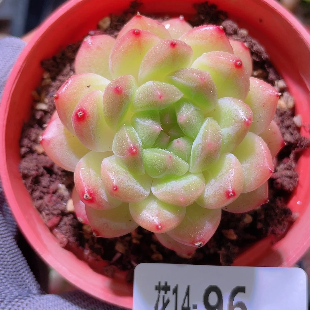 花利美14-96新品