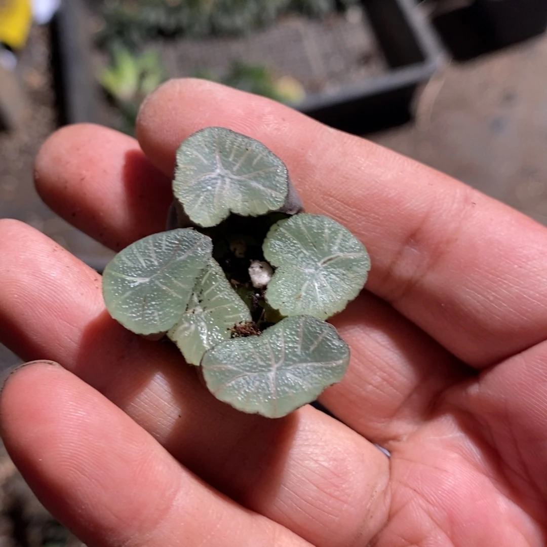 19116 一颗实生万象。超级福利。