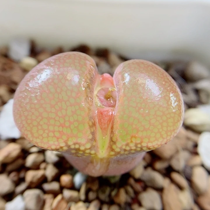 生石花花花花花花107