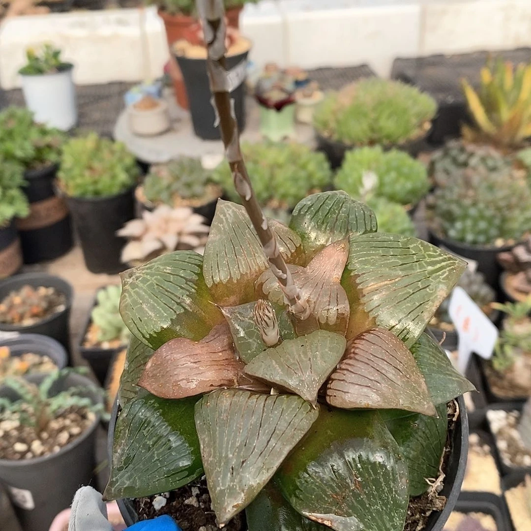 413 实生阿寒湖老母本 带盆土