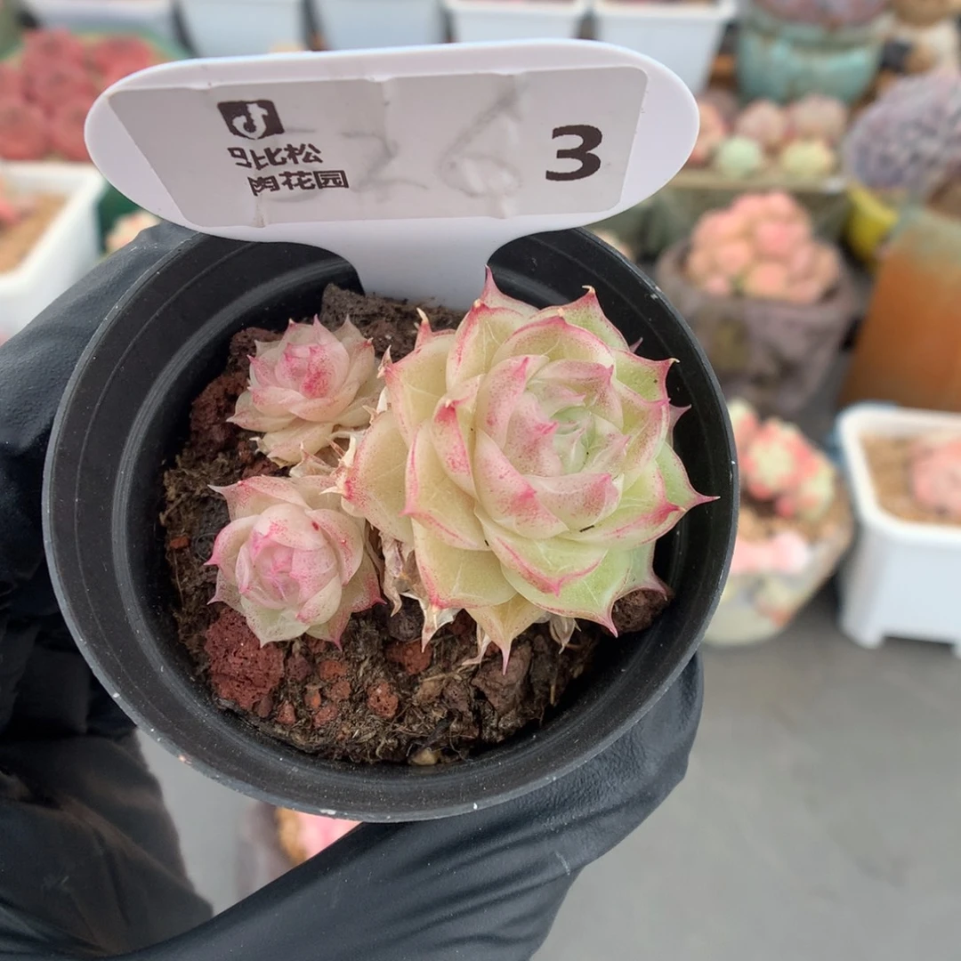 3 潘多拉多肉多肉