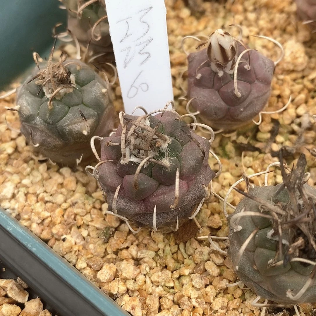 ****花花花花花花花花