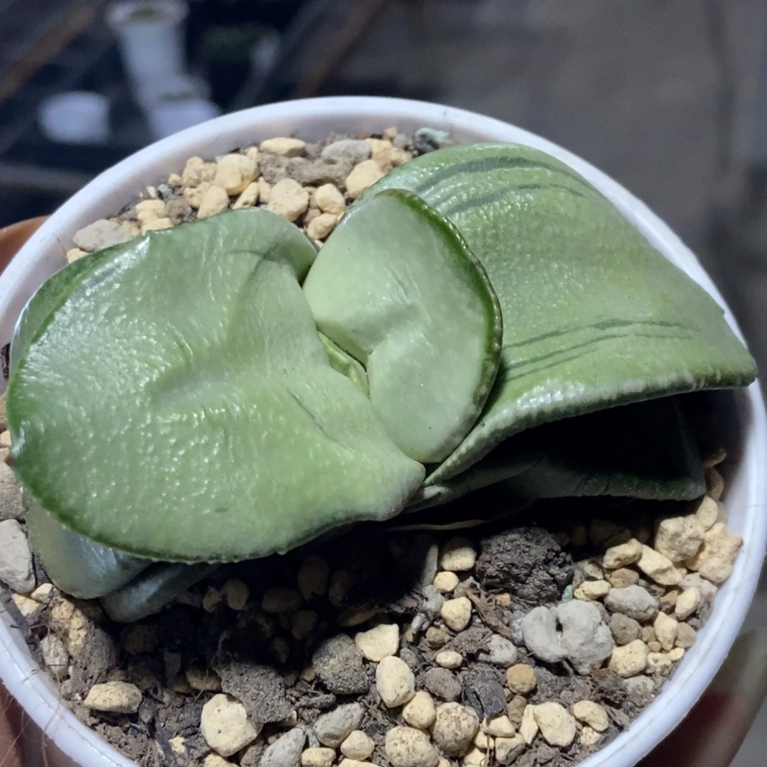 白卧牛少根一物一拍