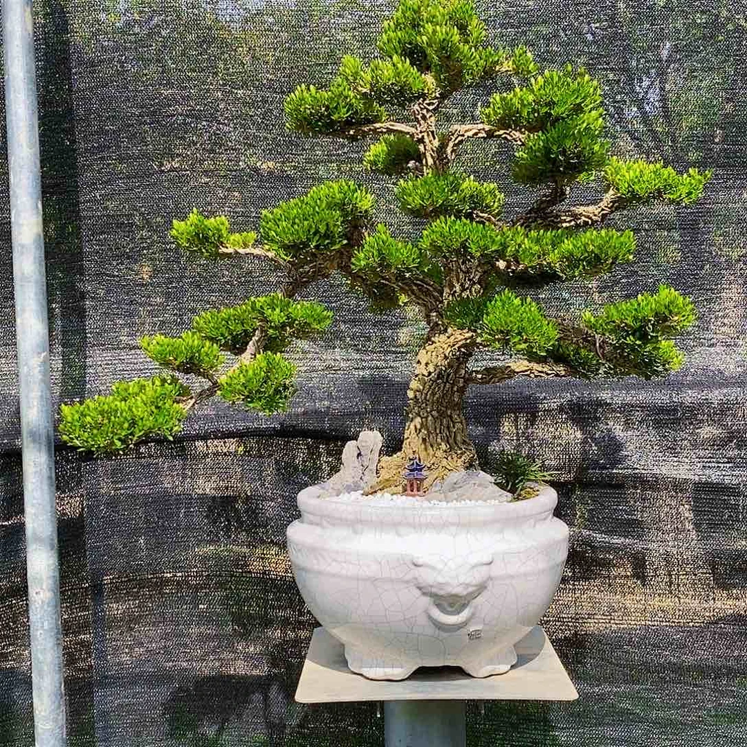 无花朵大**少黄杨盆景造型