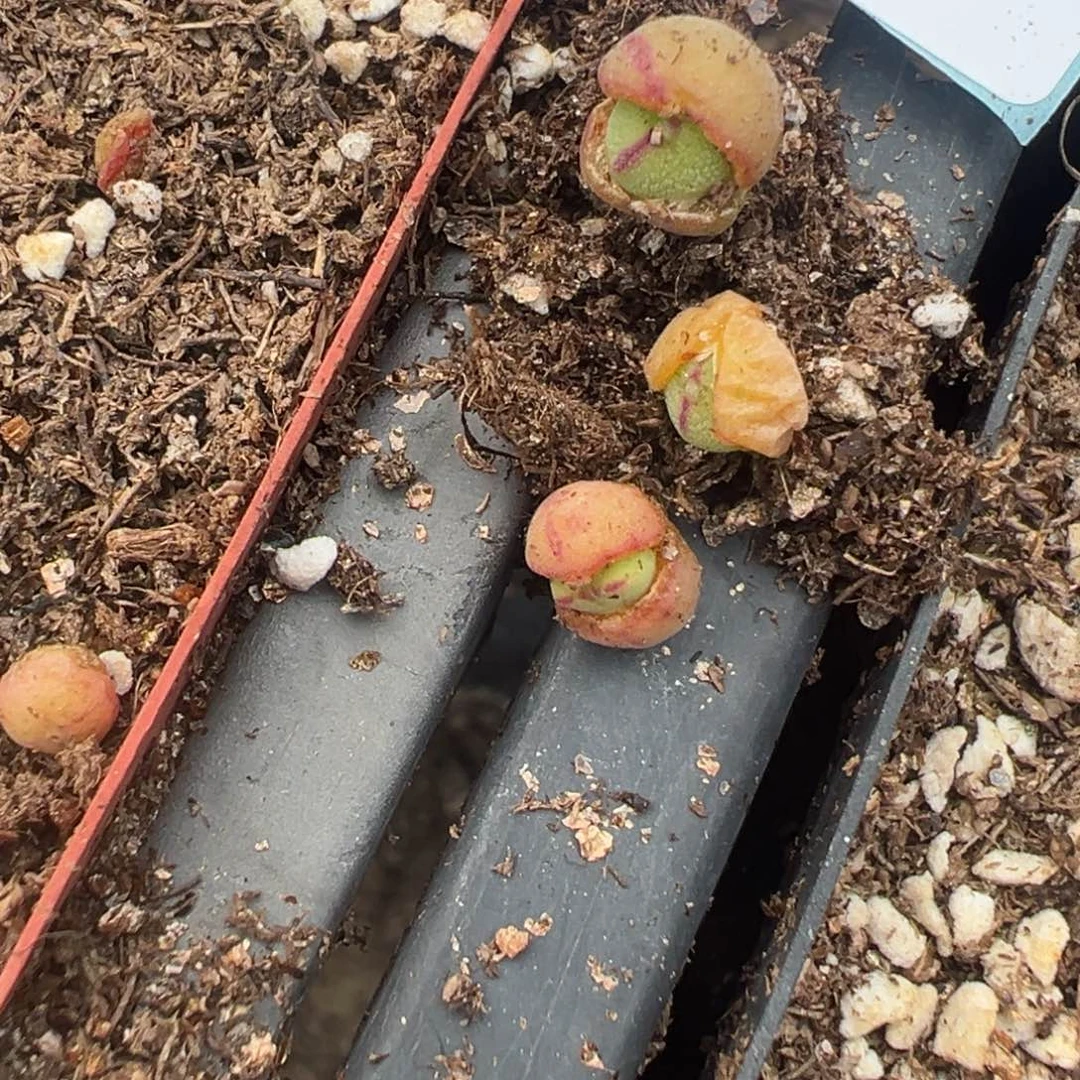 4-29量拍2465毛将一颗