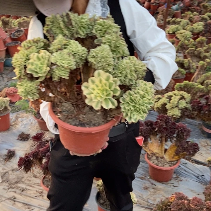 无****B062迈巴赫缀化老桩