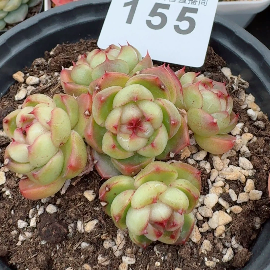 莱拉珍妮         精品多肉