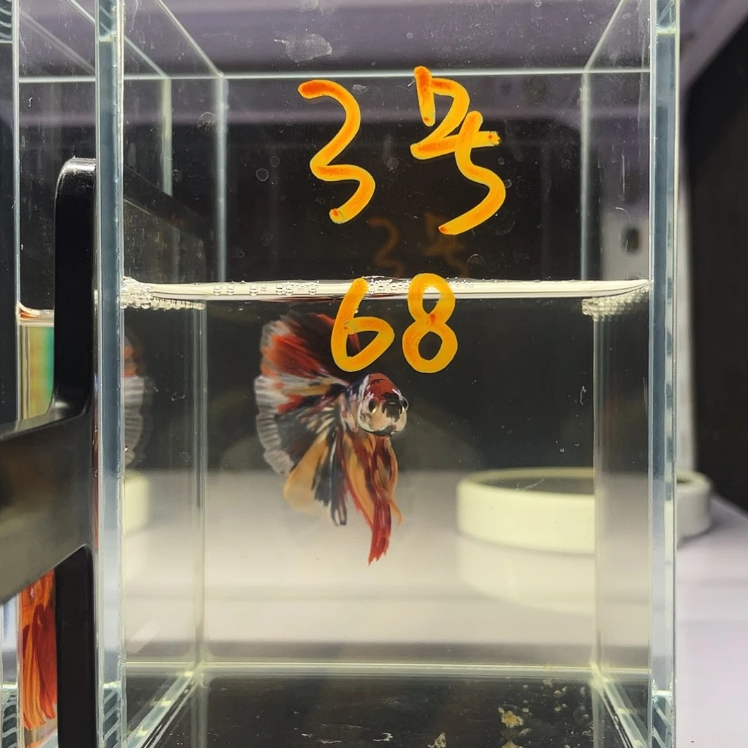 斗鱼鲲鹏斗鱼半月3号