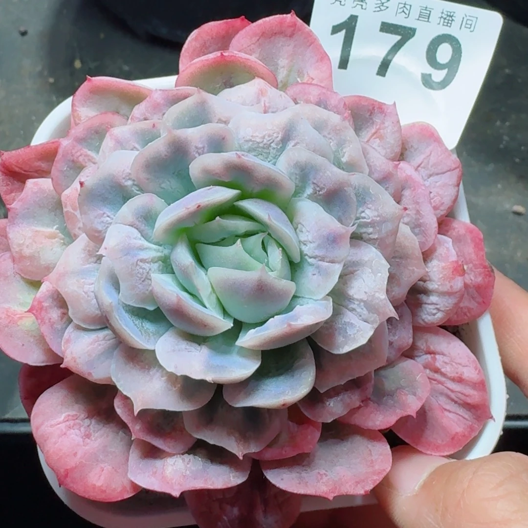 泡泡纱裙      愿你一路坦途，乘风破浪展宏图