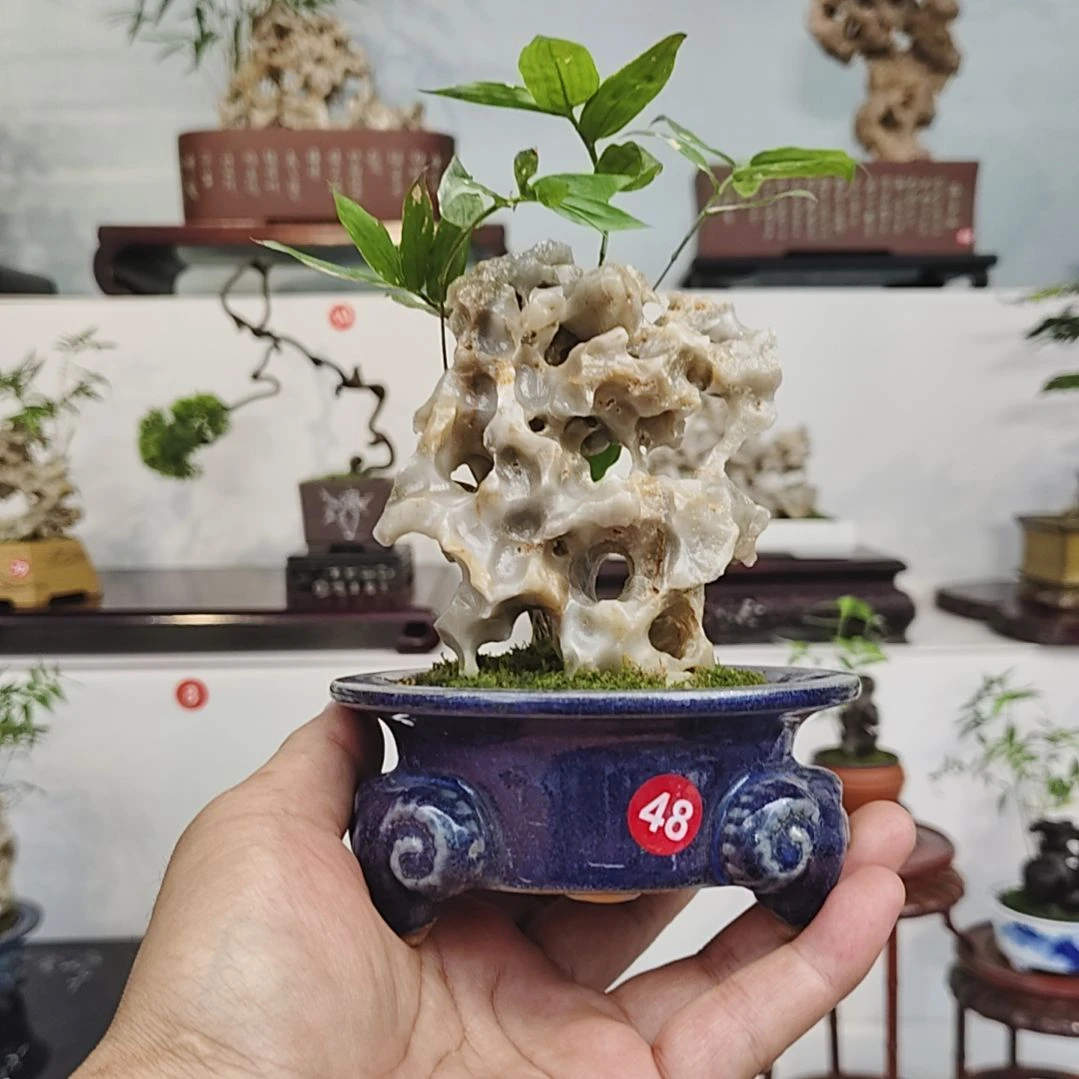 万***刃无花朵盆景，黑竹，玉玲珑