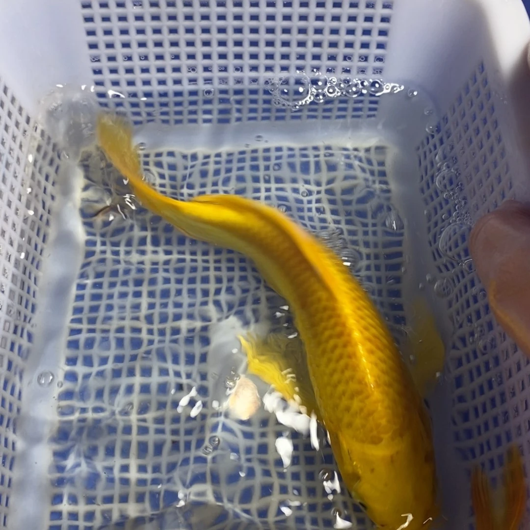 锦鲤冷水锦鲤包邮