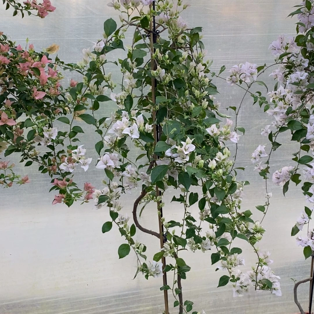 无花朵运输过程中掉花掉叶属于正常现象介意慎拍