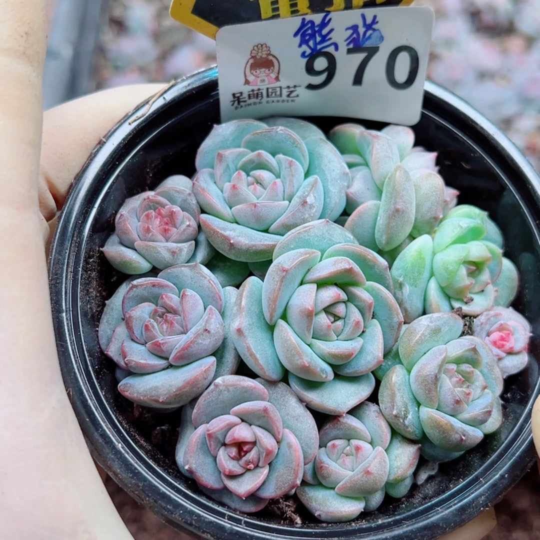 多肉植物多肉植物