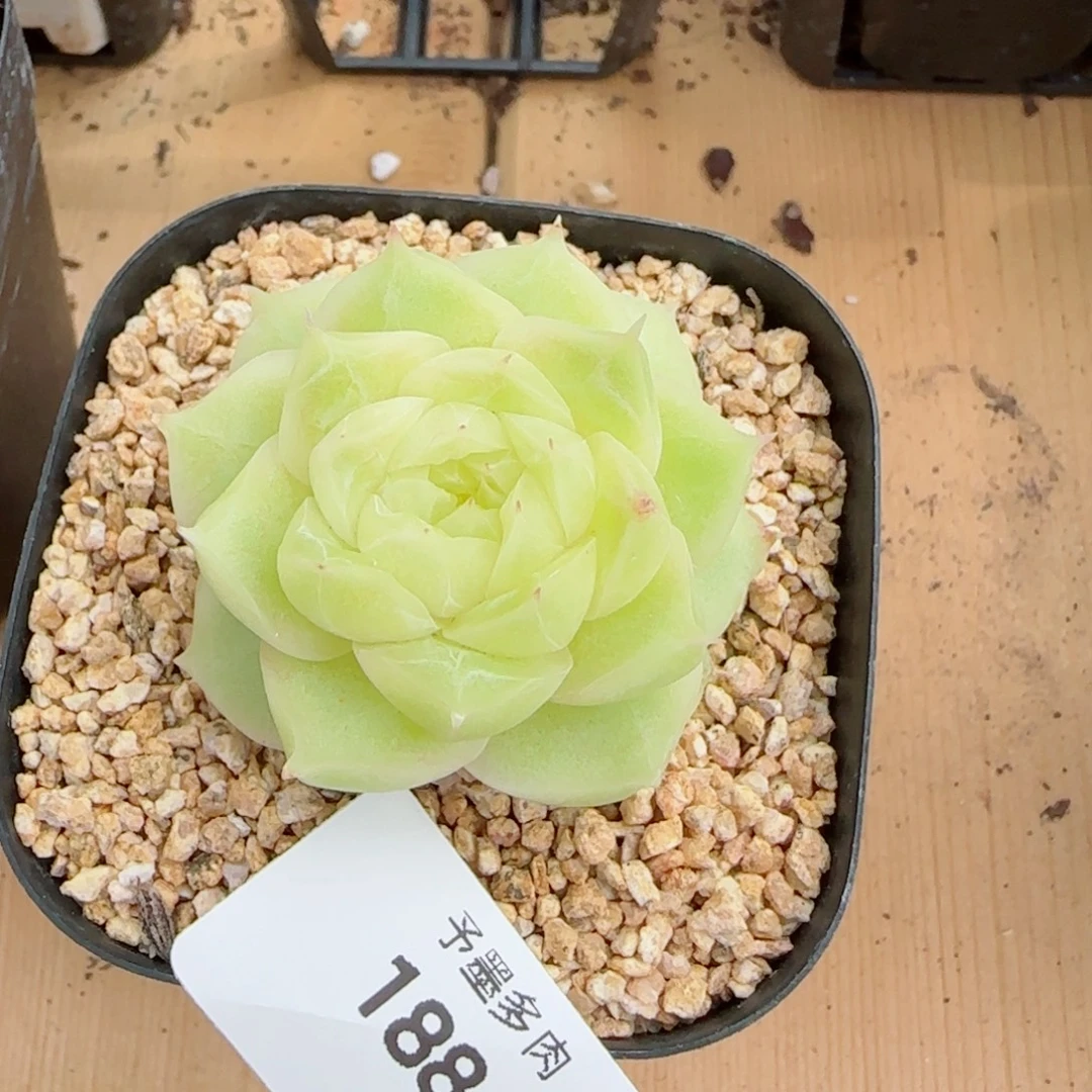 梨花白，1884多肉植物