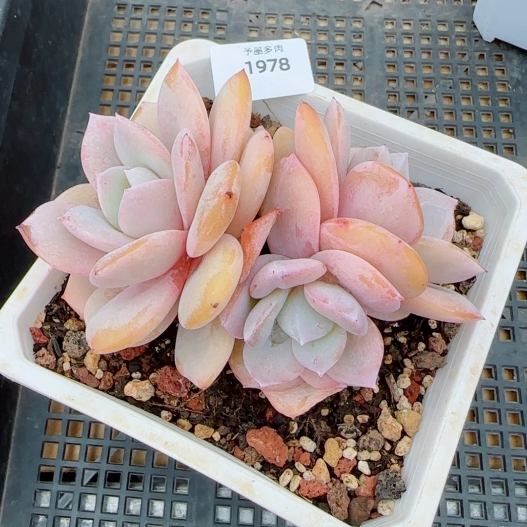 奶茶无砍，1978多肉植物