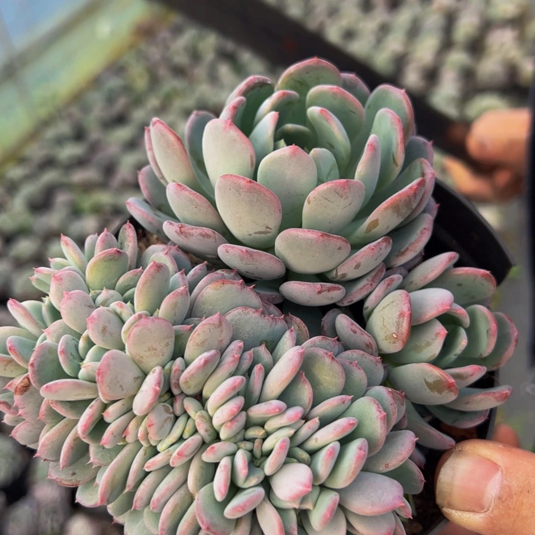 玛瑙缀化多肉植物