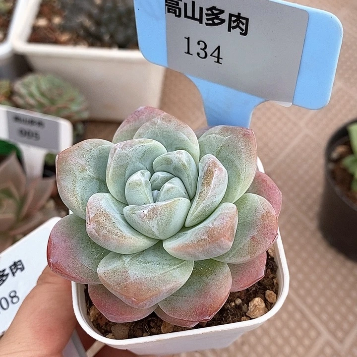134-直播福利 开播福利