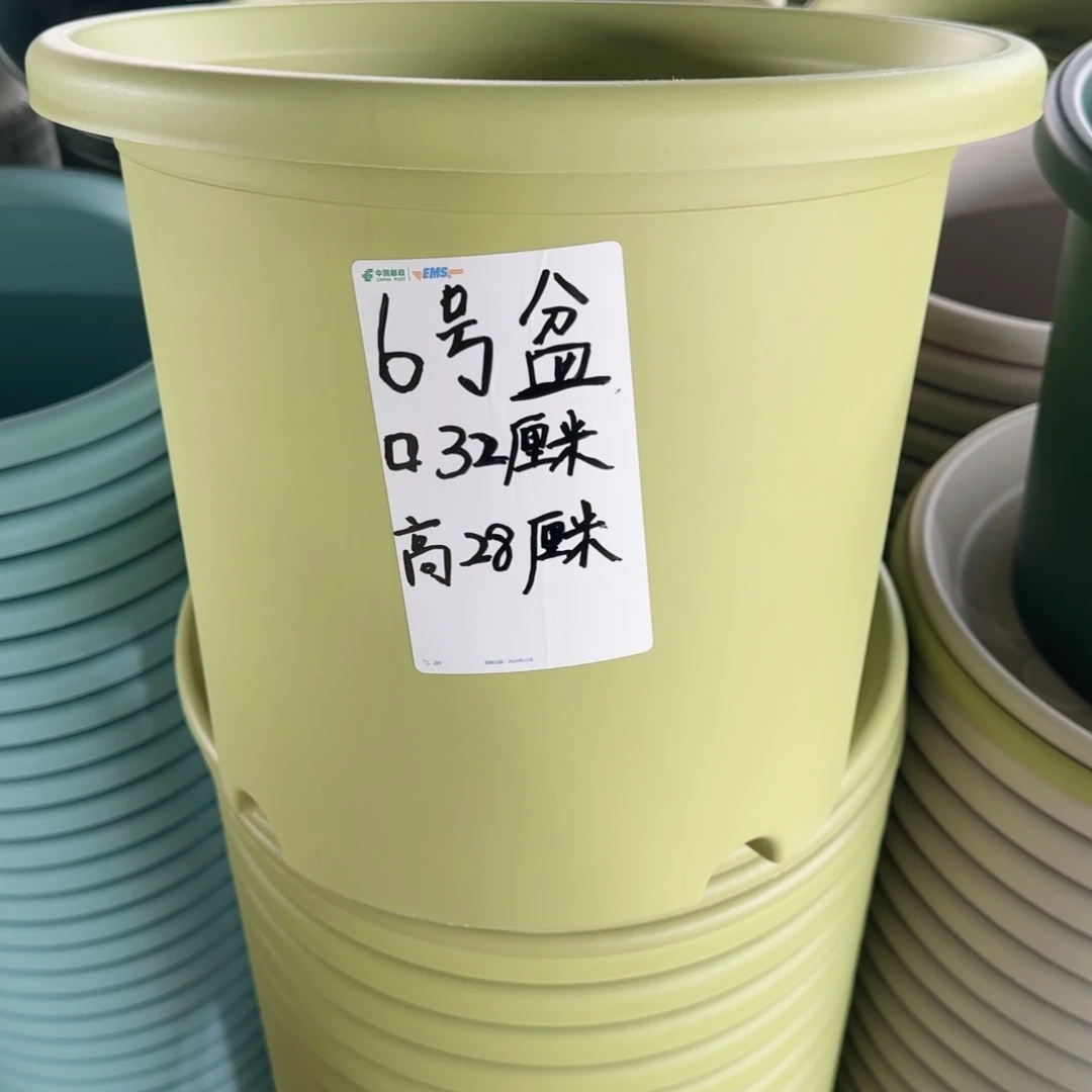 塑料四季6号果绿20个无托