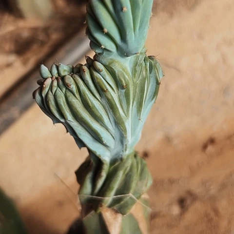 596仙人球嫁接机等设备