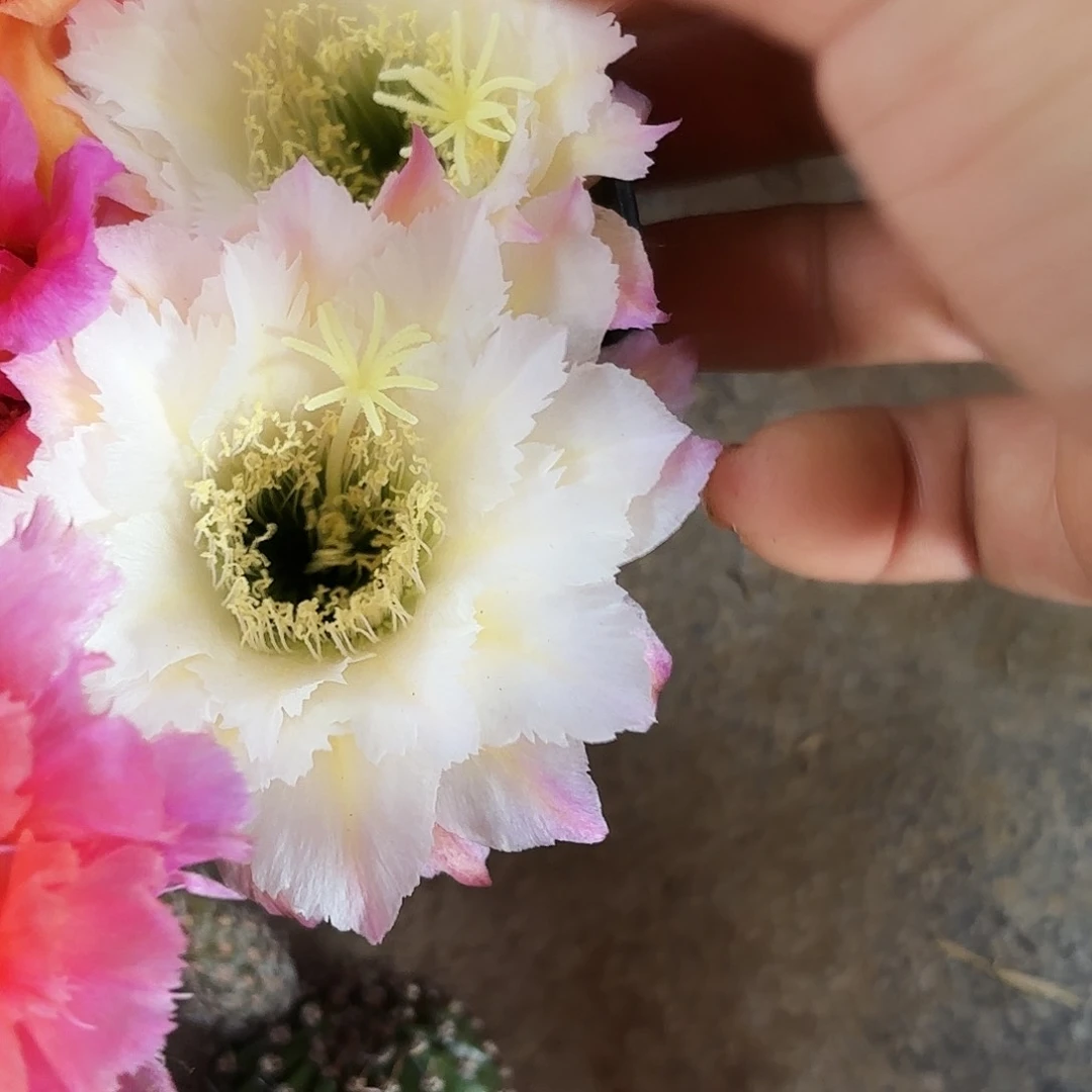 毛Ts126无根侧牙四五公分