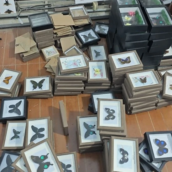 ʚ***ɞ太阳蛾定制蝴蝶标本相框