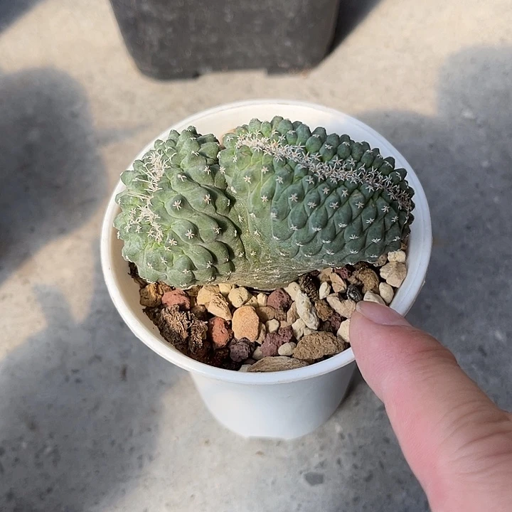 无花朵实生菊水缀化仙人球