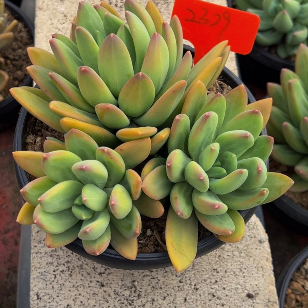 2329号上午多肉植物群生吃饭