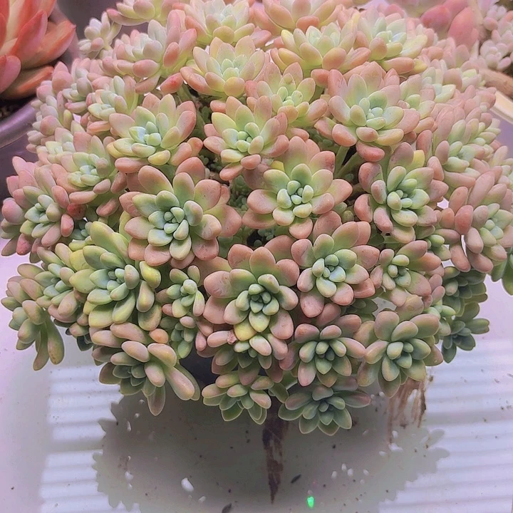 蛋糕多肉植物好看