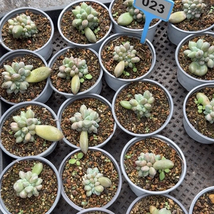 王***岁多肉植物胖体哥特群40颗023
