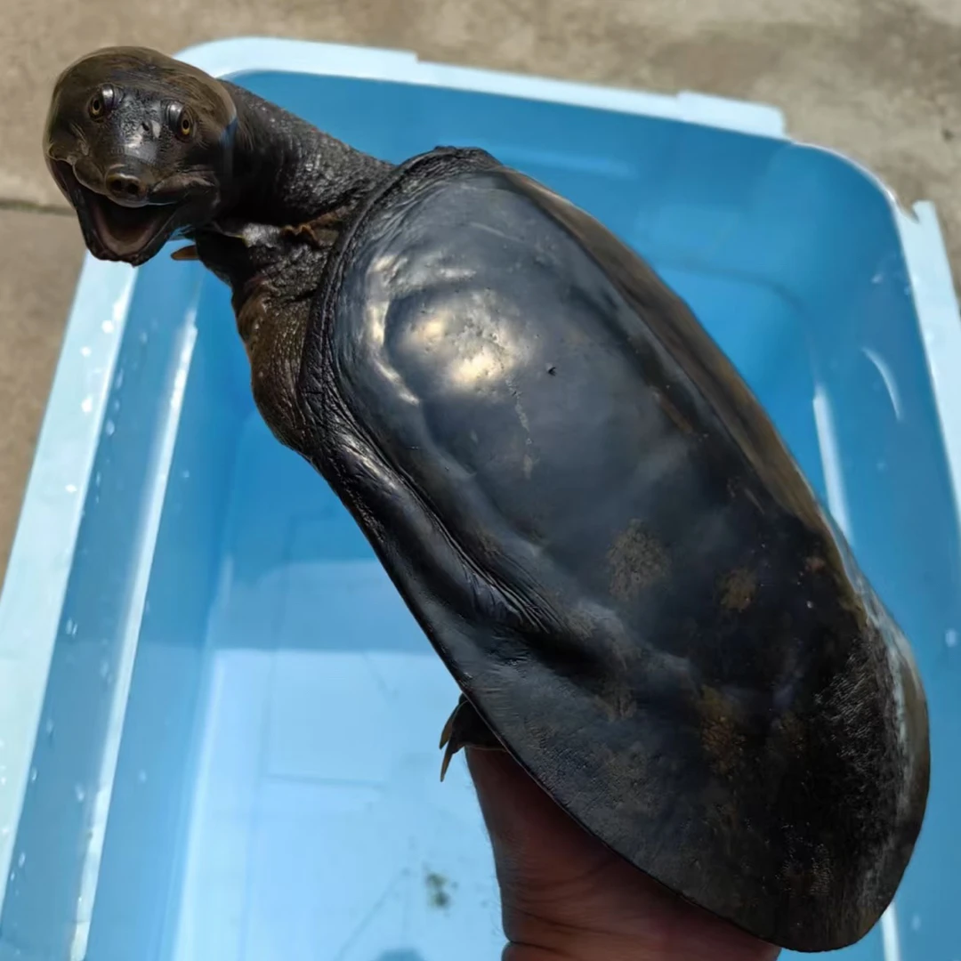 顺丰包邮鲜活野甲鱼 秋季美食 送礼佳品