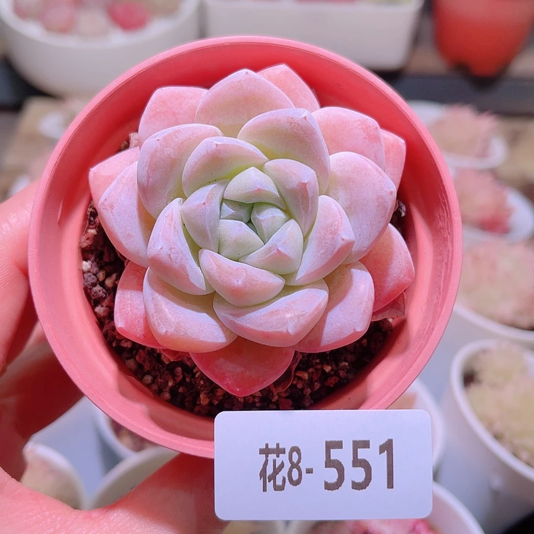 花利美8-551冰玉