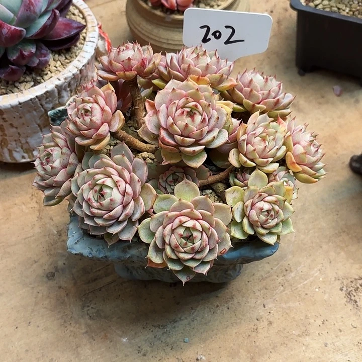 一***峰多肉植物，笨吧蒂斯202号