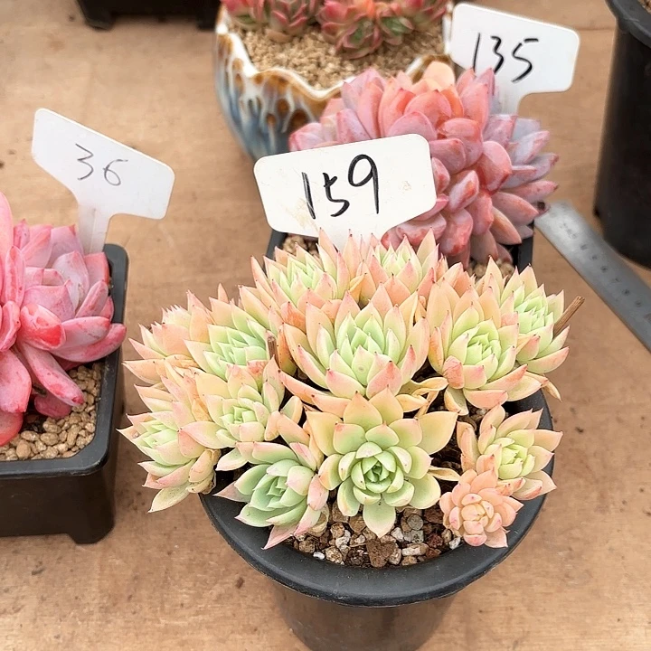 多肉植物，三色景159号