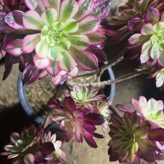 39号链接精品法师多肉