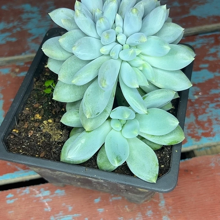 哥特萝莉缀化，一物一拍