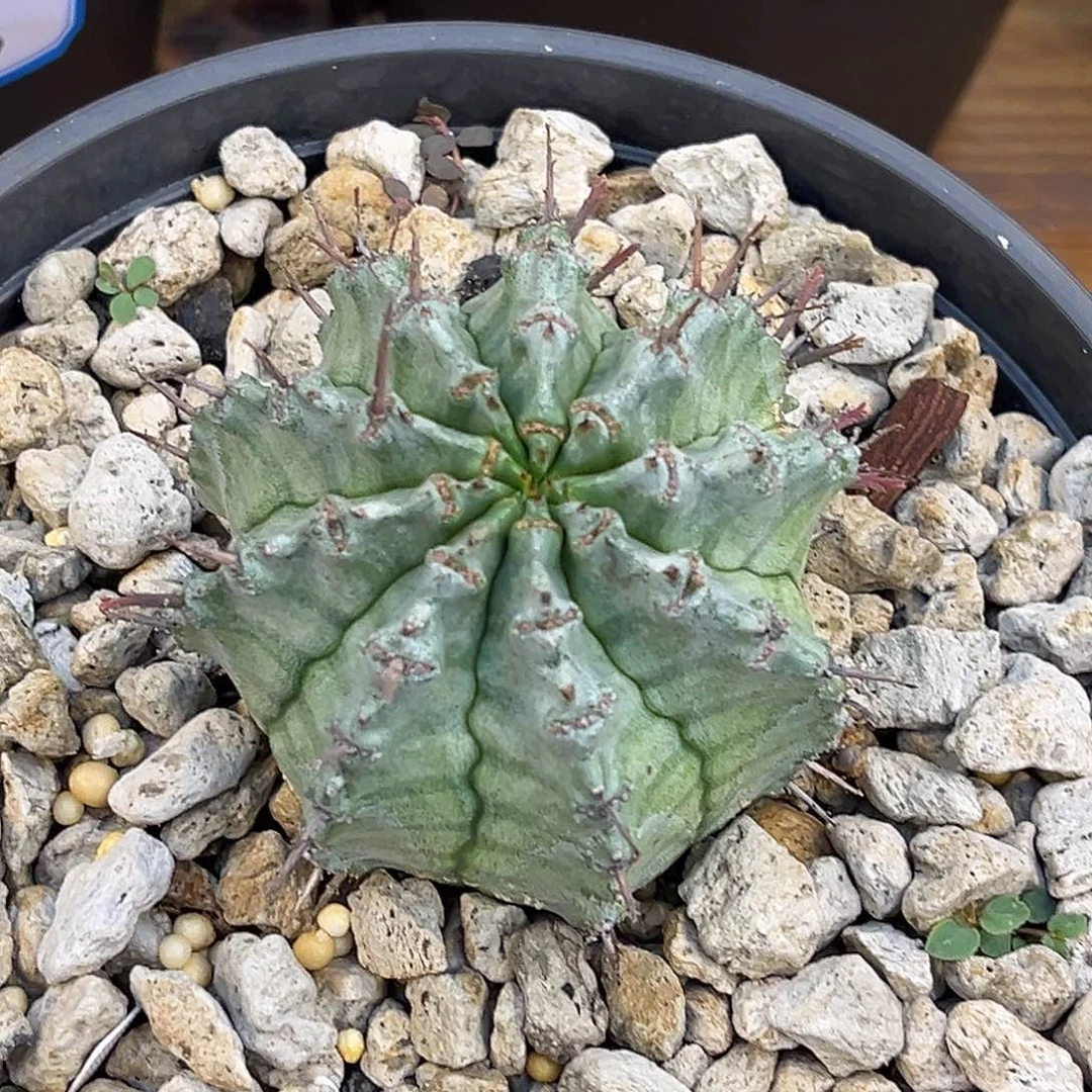 优选白衣魁伟玉，福利