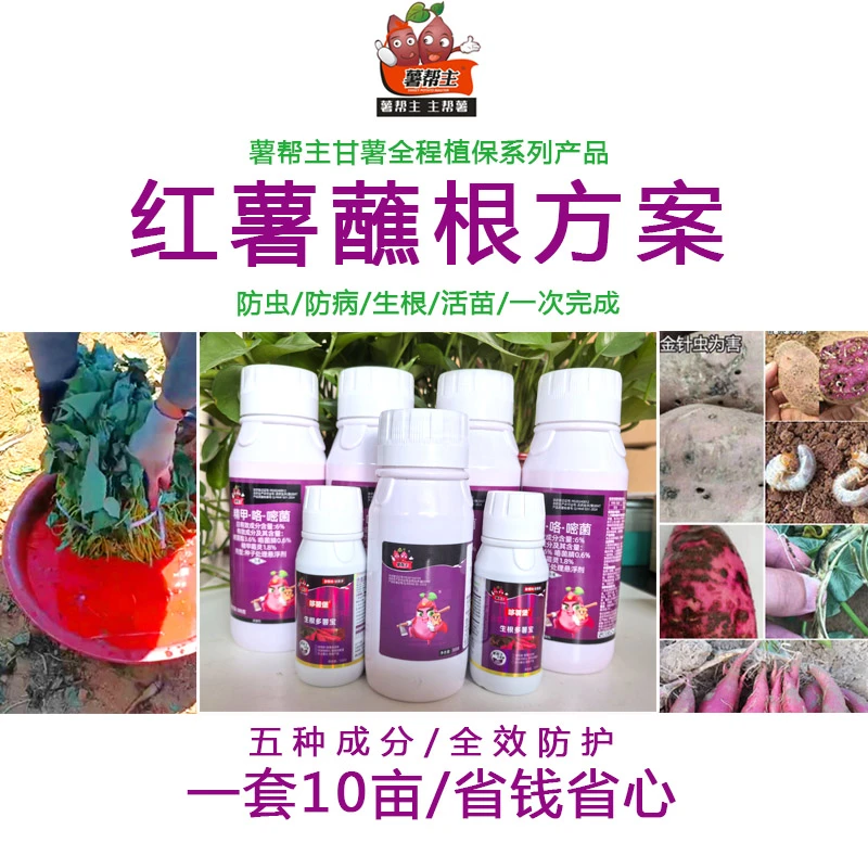 薯帮主红薯沾根方案组合生根多防地下虫防病生根早结薯多结薯