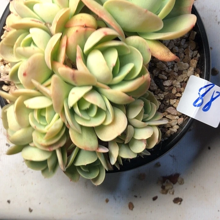 ༇*88/////////////////