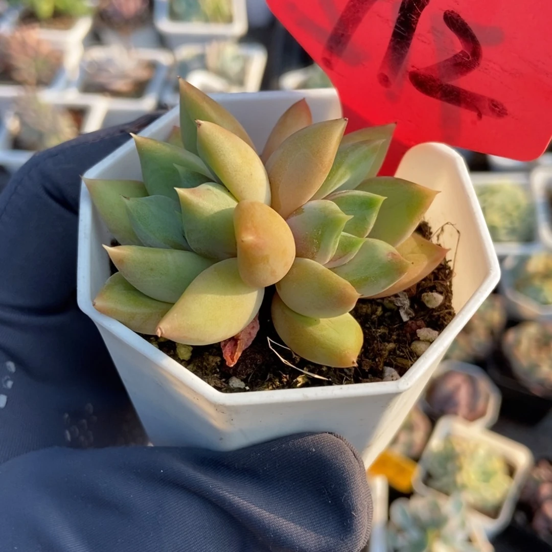 712红象牙多肉植物