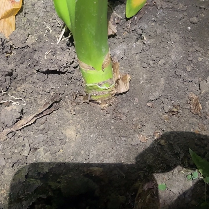 当前无花朵，栽培后可花朵兰妮。 7.5左右