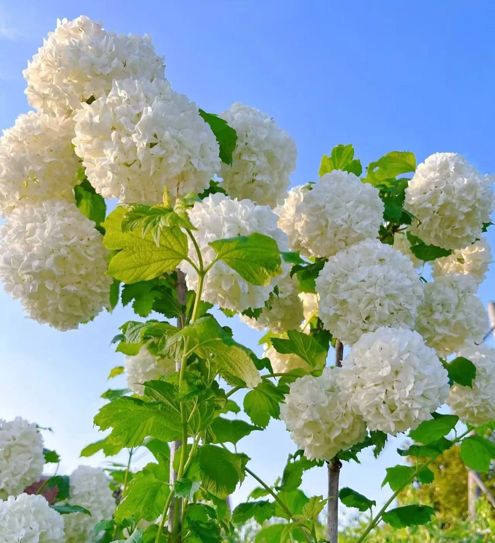 欧洲木绣球绣球老桩盆栽庭院阳台新手易养护喜水植物养护