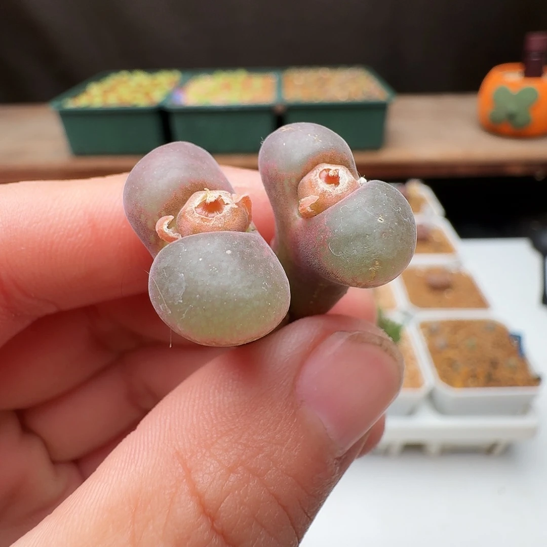 多肉植物福利肉锥331